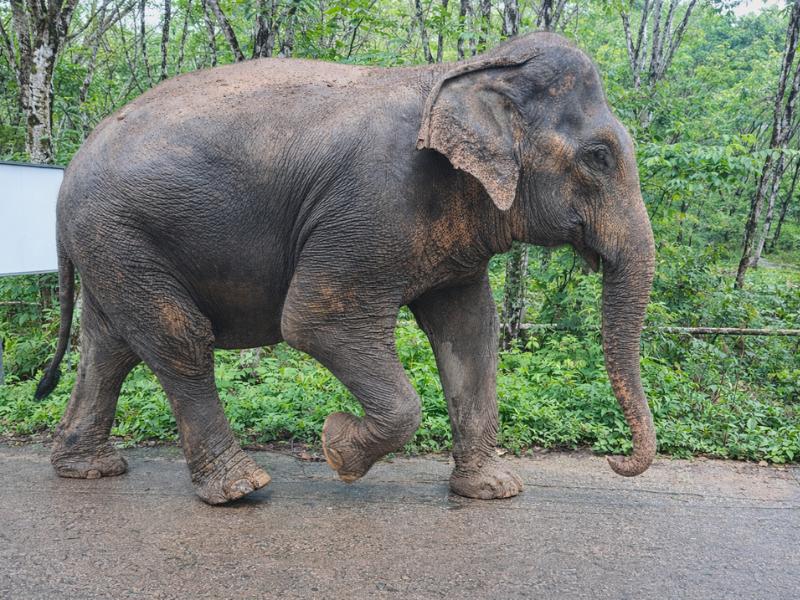 2-Hour Guided Eco-Tour & Transfer to Khaolak Elephant Sanctuary