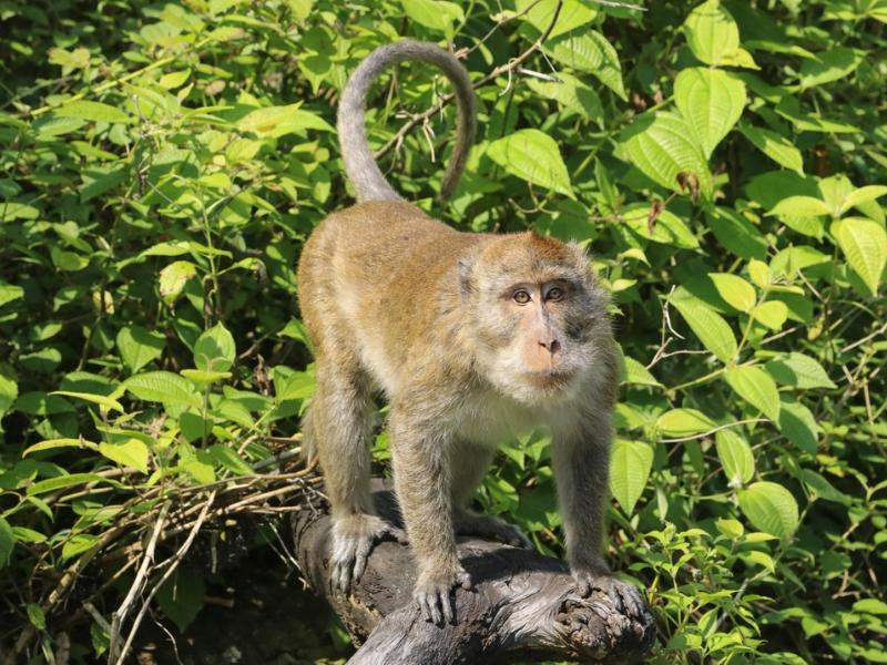 Khao Sok 2-Day Wildlife Tour: Jungle Trails & Cheow Lan Lake