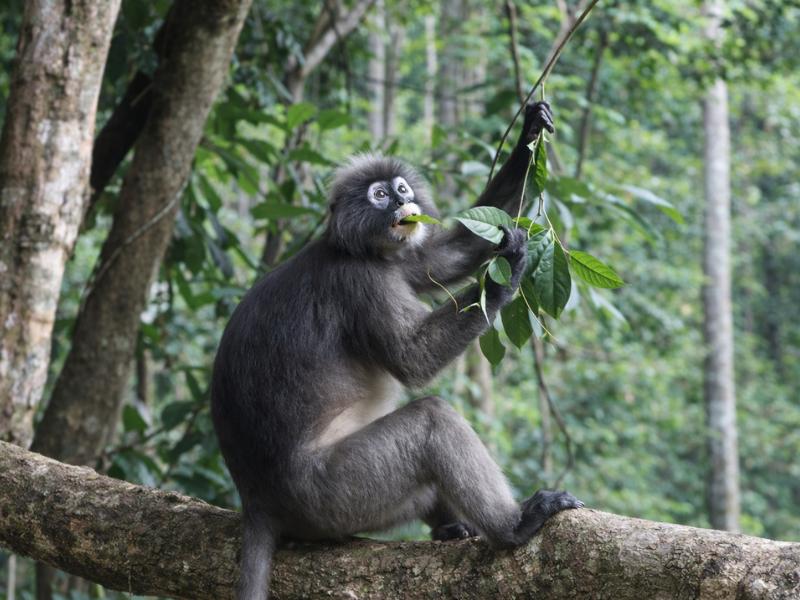 Khao Sok Private Day Trekking, Jungle Dinner & Night Safari